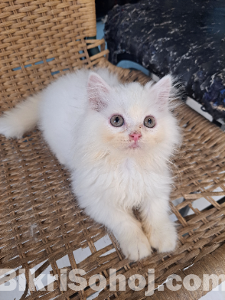 Traditional Persian kitten